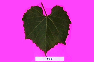 41 B (vinifera x berlandieri)