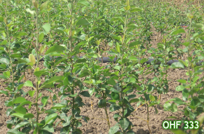 OHF - 333 ROOTSTOCK
