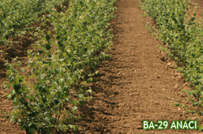 BA-29 ROOTSTOCK