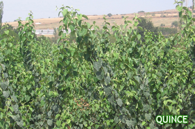 QUINCE ROOTSTOCKS