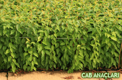 CAB ROOTSTOCK