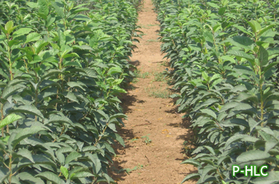 P-HL ROOTSTOCKS