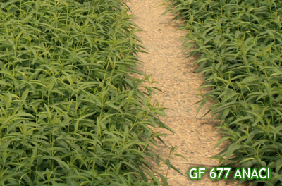 WEIROOT ROOTSTOCK
