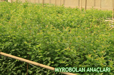 MYROBOLAN ROOTSTOCK