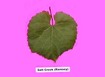 Grape Rootstocks