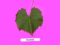 Grape Rootstocks
