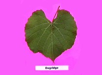 Grape Rootstocks