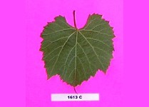 Grape Rootstocks