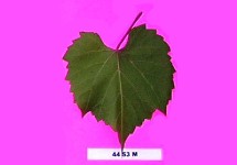 Grape Rootstocks