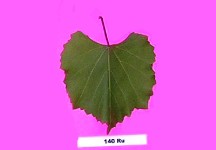 Grape Rootstocks