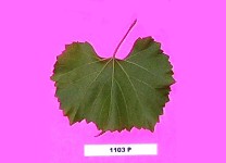 Grape Rootstocks