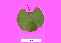 Grape Rootstocks