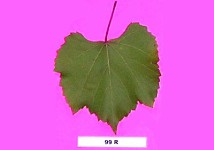 Grape Rootstocks