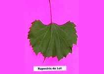 Grape Rootstocks