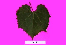 Grape Rootstocks