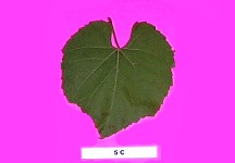 Grape Rootstocks
