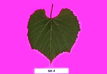 Grape Rootstocks