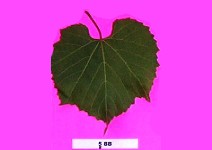 Grape Rootstocks