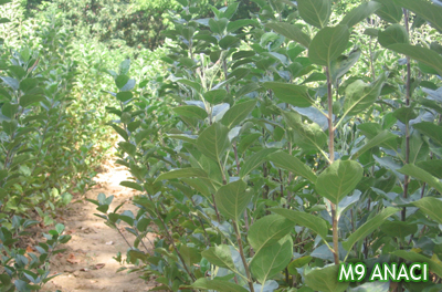 M9 ROOTSTOCK