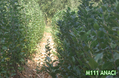 MM 111 ROOTSTOCK