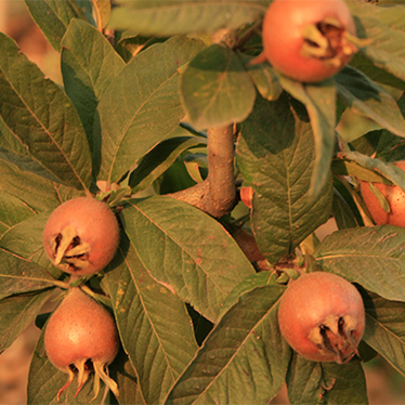 Medlar