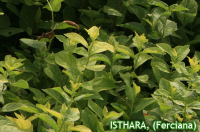 ISHTARA, (Ferciana)