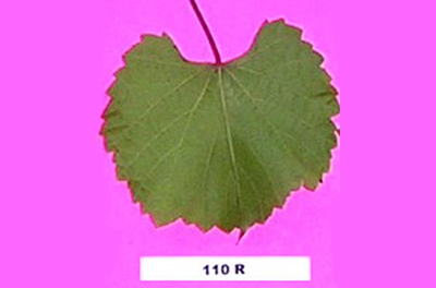 110 R (rupestris x berlandieri)