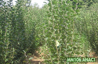 MM 106 ANACI